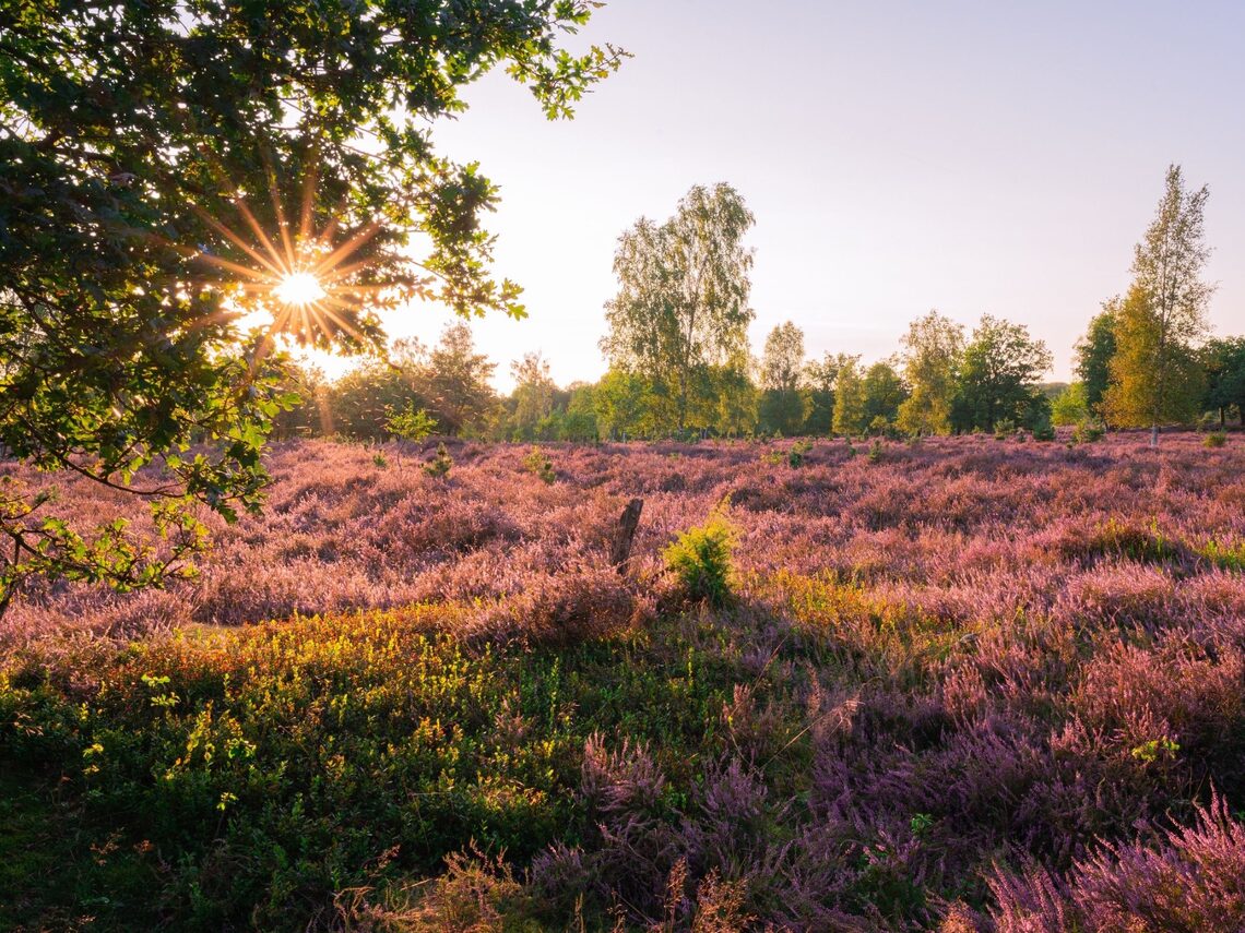 Lüneburgerheide